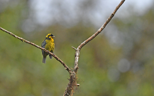 Gold-ringed Tanager (Bangsia aureocincta), photo 8