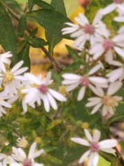 Symphyotrichum urophyllum