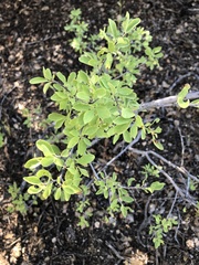 Forestiera pubescens