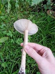 Melanoleuca grammopodia