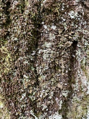 Cladonia digitata