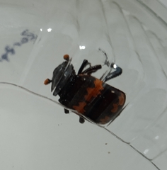 Nicrophorus mexicanus