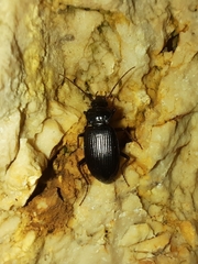 Nebria