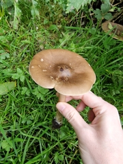 Melanoleuca grammopodia