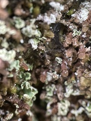 Cladonia digitata