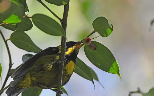 Gold-ringed Tanager (Bangsia aureocincta), photo 10