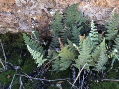 Myriopteris lindheimeri