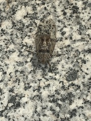 Cicada orni