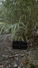 Pseudosasa japonica
