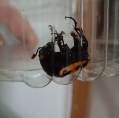Nicrophorus mexicanus