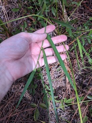 Amphicarpum muehlenbergianum