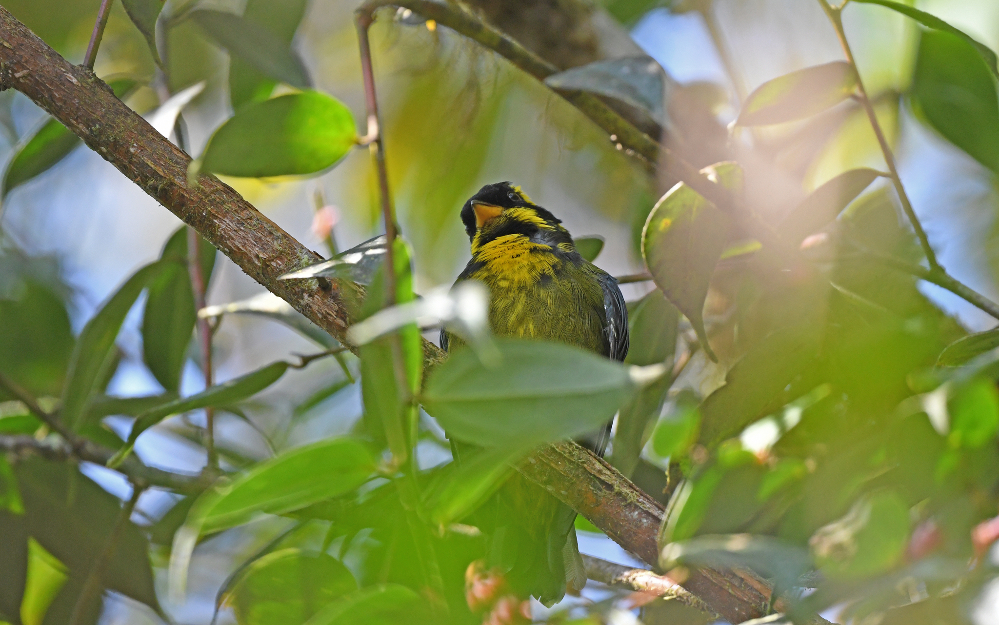 Gold-ringed Tanager illustration