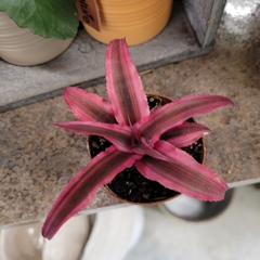 Cryptanthus