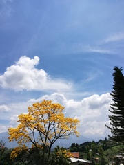 Handroanthus