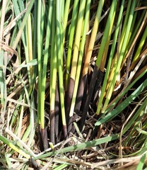 Juncus effusus pacificus