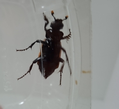 Nicrophorus mexicanus