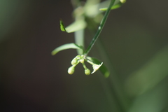Orthosia
