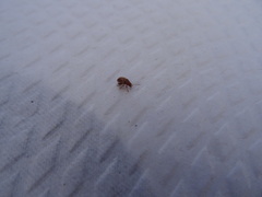 Arrhenocoela lineata