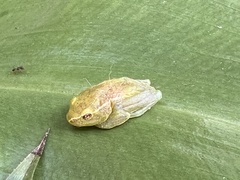 Hyperolius pusillus