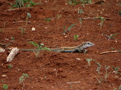 Aspidoscelis angusticeps angusticeps