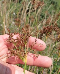 Juncus effusus pacificus