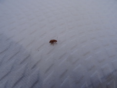 Arrhenocoela lineata