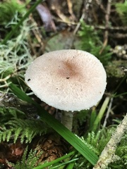Agaricus diminutivus