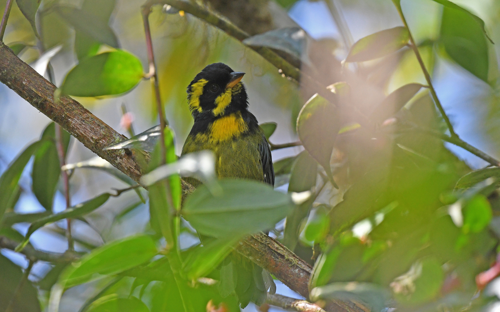 Tangara del Tatamá, Bangsia aureocincta