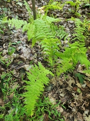 Dennstaedtia punctilobula