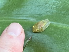 Hyperolius pusillus