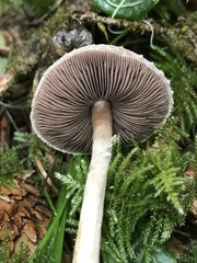 Agaricus diminutivus