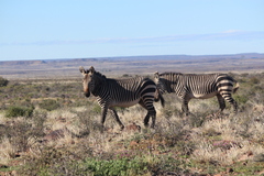 Equus zebra zebra
