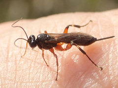 Pimpla