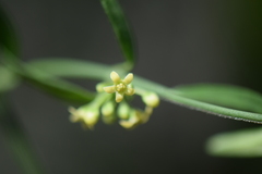 Orthosia