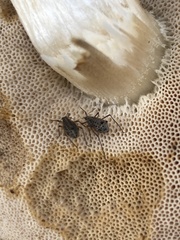 Tuberolachnus salignus