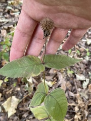 Monarda bradburiana