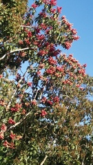 Sorbus decora