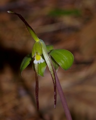 Isotria verticillata