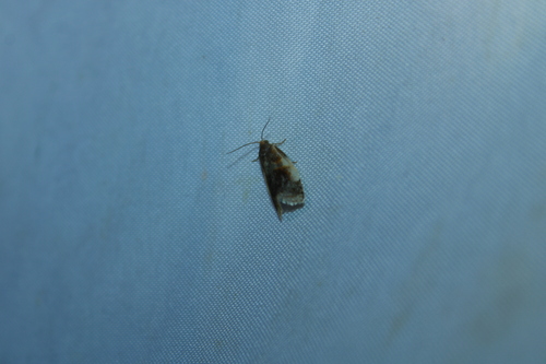Black-patched Clepsis Moth photo 4