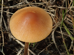 Conocybe tenera