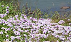 Ipomoea aquatica