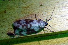 Eucereon discolor