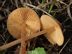 Conocybe tenera
