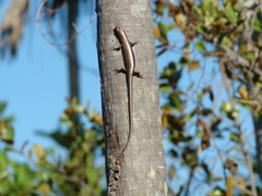Marisora lineola