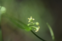 Orthosia
