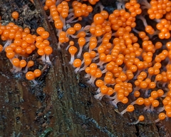 Hemitrichia decipiens