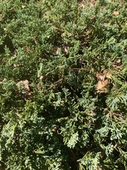 Juniperus