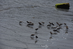 Calidris