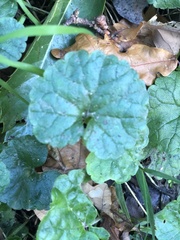 Glechoma hederacea