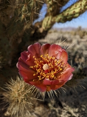 Cylindropuntia wolfii